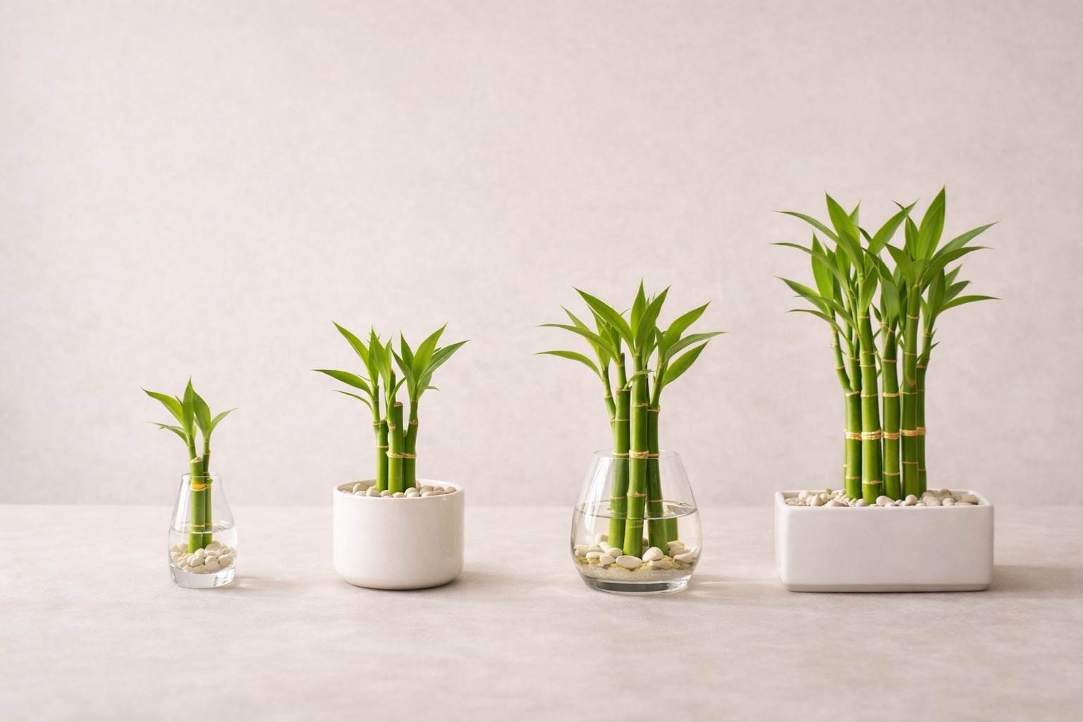 lucky bamboo stalk meaning